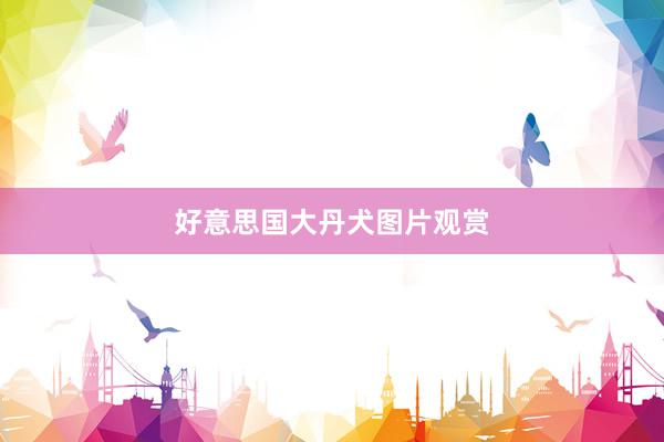 好意思国大丹犬图片观赏