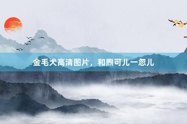 金毛犬高清图片，和煦可儿一忽儿